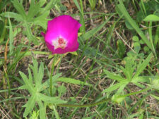 PURPLE POPPY MALLOW