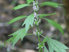 MOTHERWORT