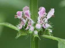 MOTHERWORT