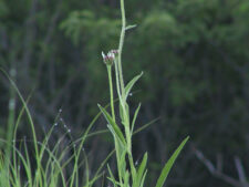 PALE PURPLE CONEFLOWER