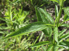 BLUE VERVAIN