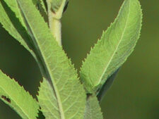 WESTERN IRONWEED