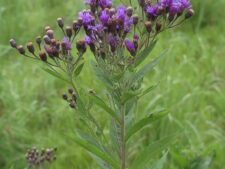 WESTERN IRONWEED