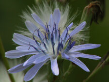 BLUE LETTUCE