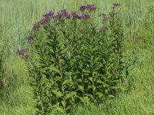 WESTERN IRONWEED