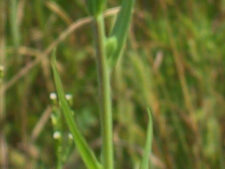 VELVETY GAURA