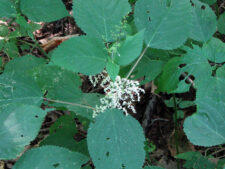 WOOD NETTLE