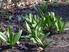 WILD LEEK