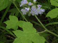 HAIRY WATERLEAF