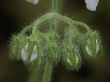 HAIRY WATERLEAF