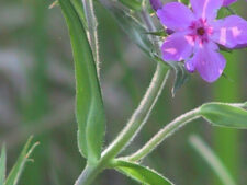 PRAIRIE PHLOX