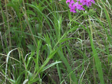 PRAIRIE PHLOX