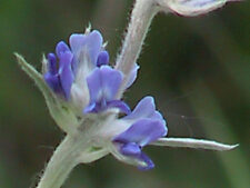 SILVER-LEAF SCURF PEA