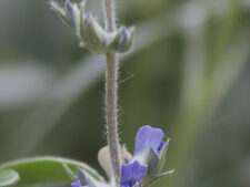 SILVER-LEAF SCURF PEA