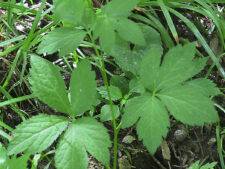 CANADIAN BLACK SNAKEROOT