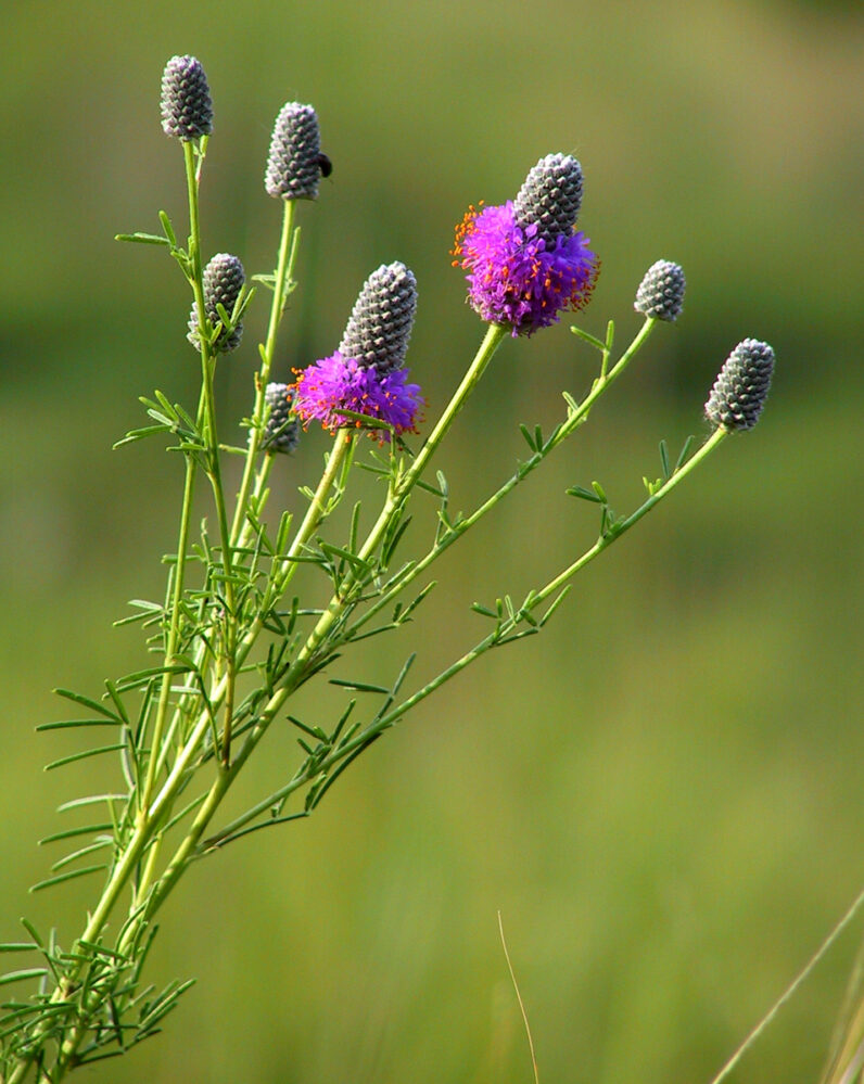 PURPLE PRAIRIE CLOVER