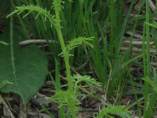 TANSY MUSTARD