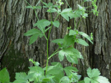 CANADIAN BLACK SNAKEROOT