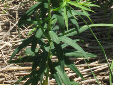 LEAFY SPURGE