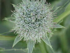 RATTLESNAKE MASTER