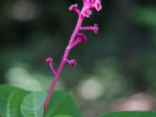 POKEWEED