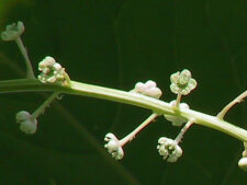 POKEWEED