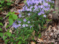 TIMBER PHLOX