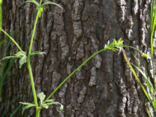 SMALL-FLOWERED CROWFOOT