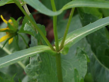 BUR MARIGOLD