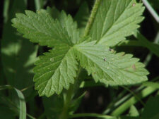 NORWEGIAN CINQUEFOIL