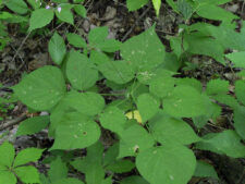 POINTED-LEAVED TICK-TREFOIL