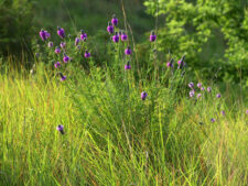 PURPLE PRAIRIE CLOVER