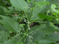 STINGING NETTLE