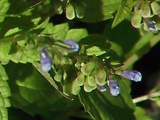 BLUE SKULLCAP