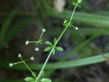SWEET-SCENTED BEDSTRAW