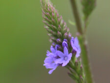 BLUE VERVAIN