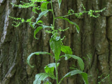 VIRGINIA STICKSEED