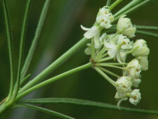 WHORLED MILKWEED