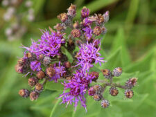 WESTERN IRONWEED