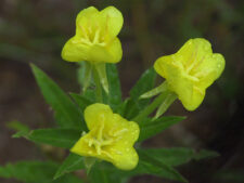 COMMON EVENING PRIMROSE