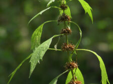 MOTHERWORT