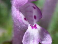 HENBIT