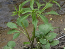 SMALL-FLOWERED CROWFOOT