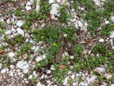 PINEAPPLE WEED