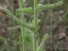 YARROW