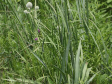 RATTLESNAKE MASTER