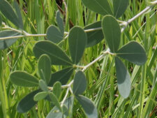 WHITE WILD INDIGO