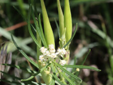 WHORLED MILKWEED