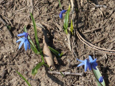 SIBERIAN SQUILL