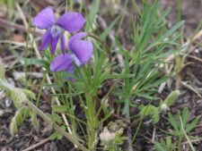 PRAIRIE VIOLET